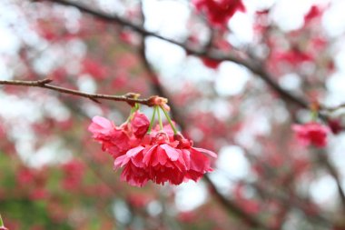 Hong Kong 'da Cherry Blossom