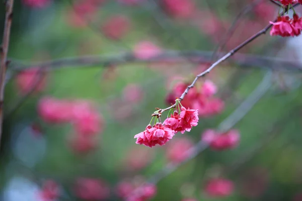 Flores sukura rosa flor em um dia de primavera — Fotografia de Stock