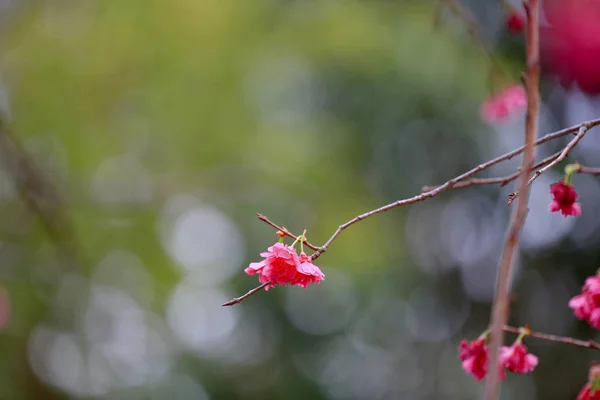 Fleurs de sukura de fleur rose un jour de printemps — Photo