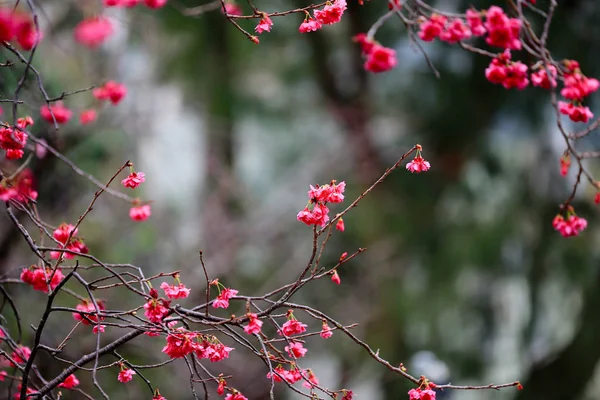 Fleur de cerisier au cheung chau — Photo