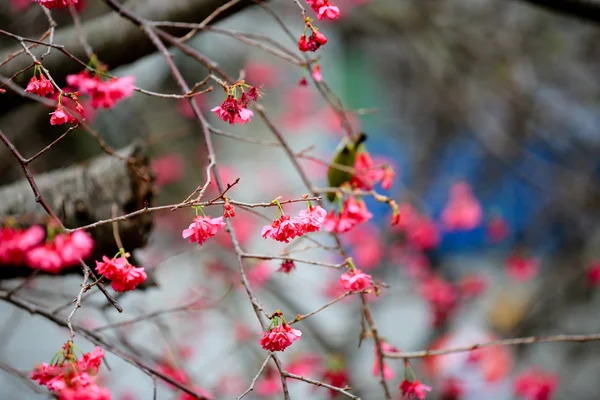 Cherry Blossom at cheung chau — Stock Photo, Image