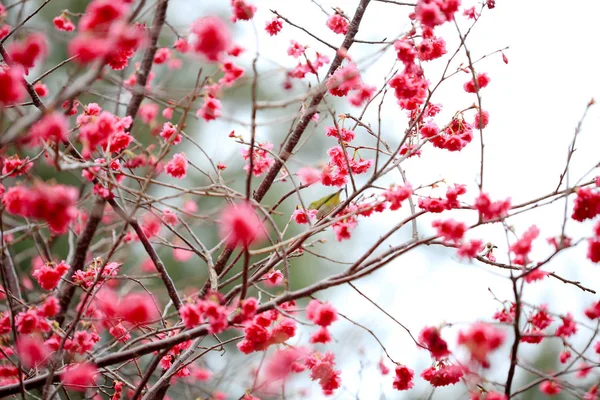 Fleurs de sukura de fleur rose un jour de printemps — Photo
