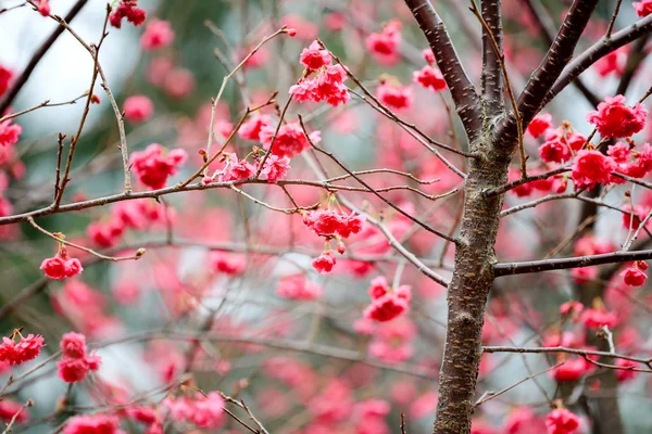 Flor de cerezo en cheung chau — Foto de Stock