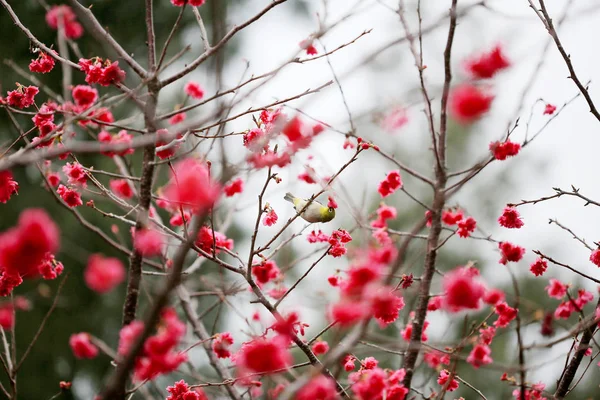 Vaaleanpunainen kukka sukura kukkia kevätpäivänä — kuvapankkivalokuva
