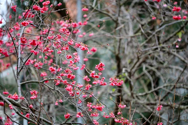 チャン チャウに桜 — ストック写真