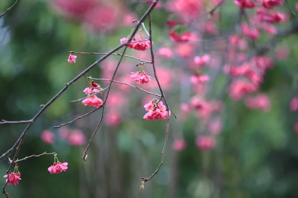 Cherry Blossom em Cheung Chau — Fotografia de Stock