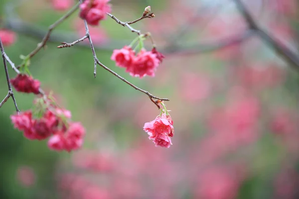 Fleurs de sukura de fleur rose un jour de printemps — Photo