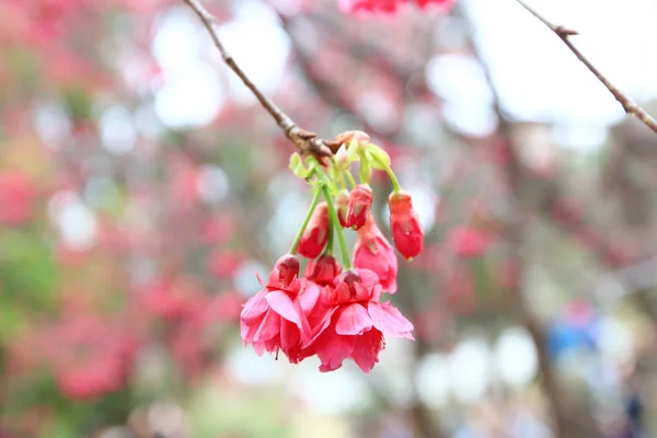 Cherry Blossom at hong kong — Stock Photo, Image