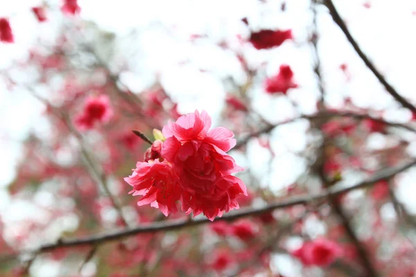 Cherry Blossom w: Hong Kong — Zdjęcie stockowe