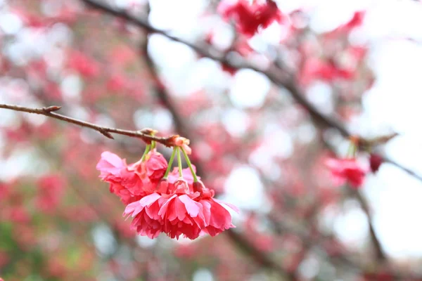 Kirschblüte am Hongkong — Stockfoto