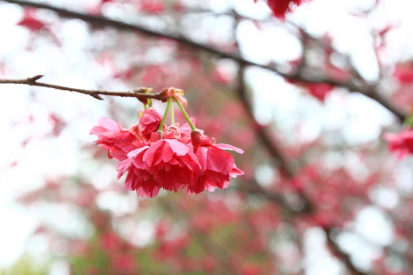 Flor de cereja em hong kong — Fotografia de Stock