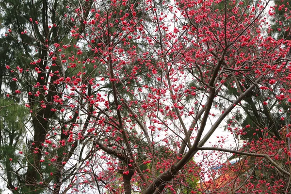 Cherry Blossom w: Hong Kong — Zdjęcie stockowe