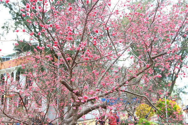 Kirschblüte am Hongkong — Stockfoto