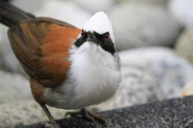 Aviary Pagoda Yuen Long Park 'ta kuş
