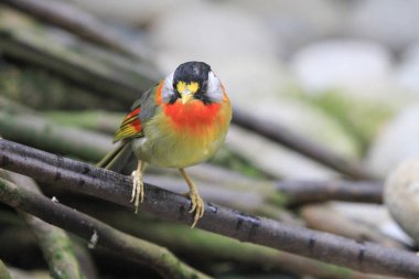 Aviary Pagoda Yuen Long Park 'ta kuş