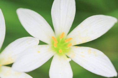 çiçek ve bitkilerin doğa dünyası 