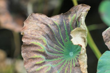 Parkta havuzda kuru Lotus yaprağı