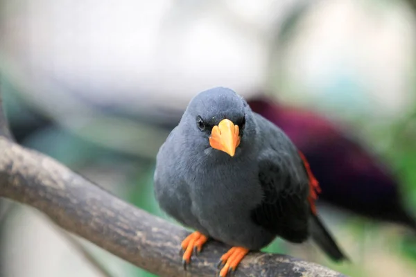 Bird at the Aviary Pagoda Yuen Long Park — Stock Photo, Image