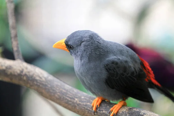 bird at the Aviary Pagoda Yuen Long Park