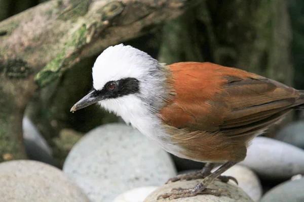 Vogel op de volière Pagoda Yuen Long Park — Stockfoto