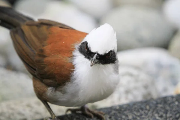 Burung di Aviary Pagoda Yuen Long Park — Stok Foto