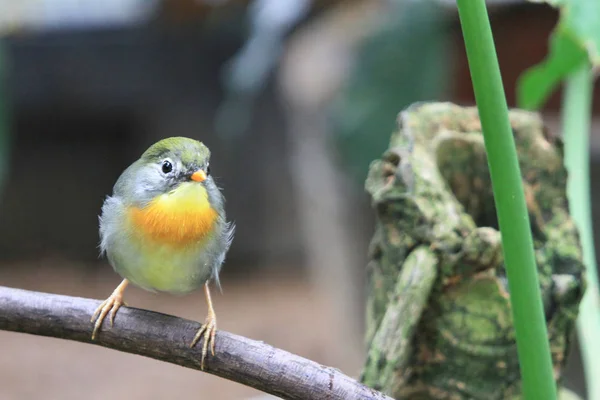 Fågel på Aviary Pagoda Yuen Long Park — Stockfoto