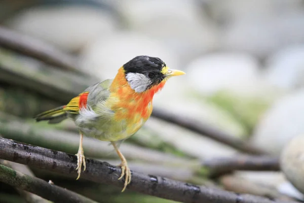 Fågel på Aviary Pagoda Yuen Long Park — Stockfoto