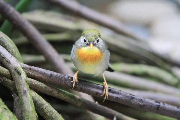 Fågel på Aviary Pagoda Yuen Long Park — Stockfoto