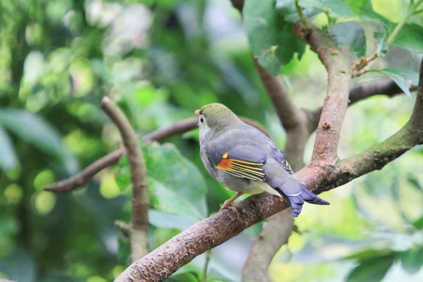 Vogel in der Voliere Pagode Yuen Long Park — Stockfoto