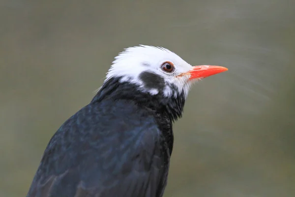 Vogel in der Voliere Pagode Yuen Long Park — Stockfoto