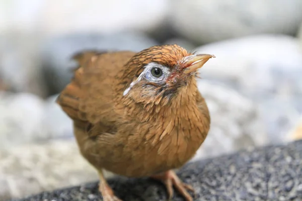 Pájaro en la Pagoda Aviar Yuen Long Park —  Fotos de Stock