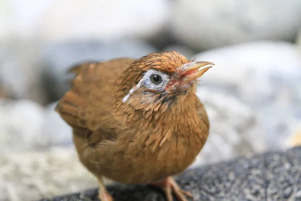 Pájaro en la Pagoda Aviar Yuen Long Park —  Fotos de Stock