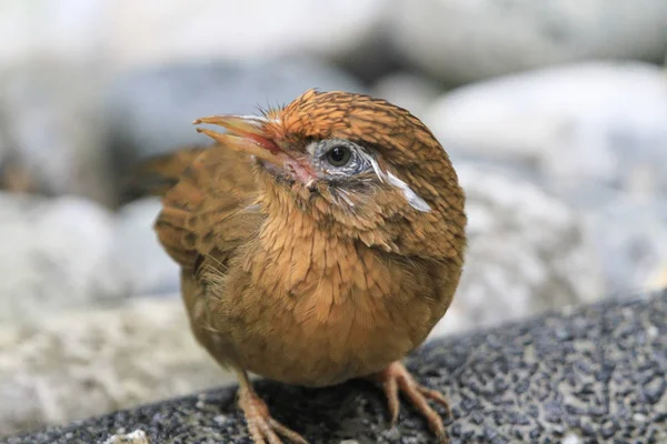 Pájaro en la Pagoda Aviar Yuen Long Park —  Fotos de Stock