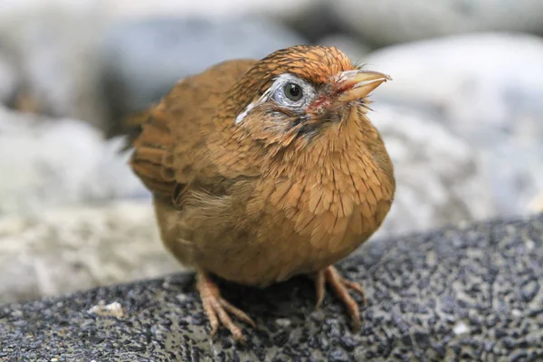 Pájaro en la Pagoda Aviar Yuen Long Park —  Fotos de Stock