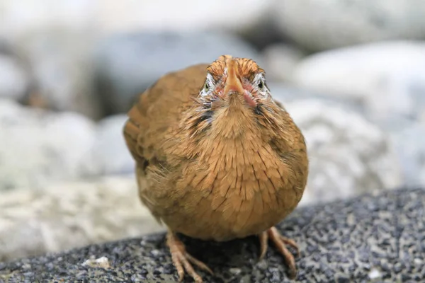 Pájaro en la Pagoda Aviar Yuen Long Park —  Fotos de Stock