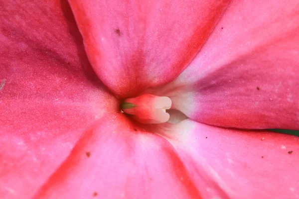 Çiçek ve bitkilerin doğa dünyası — Stok fotoğraf