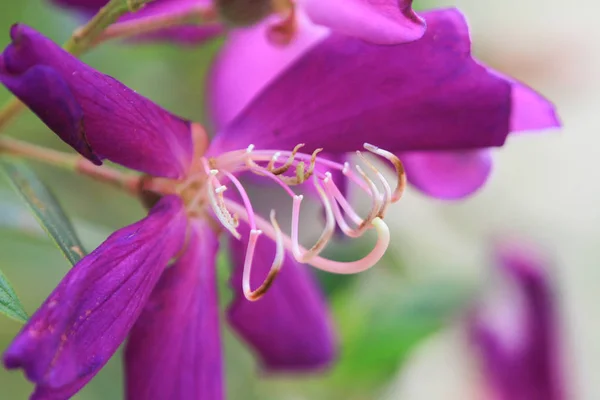 El mundo de la naturaleza de flores y plantas —  Fotos de Stock