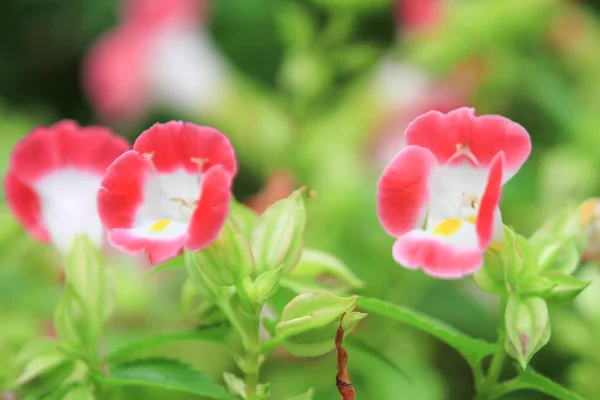 Il mondo naturale dei fiori e delle piante — Foto Stock