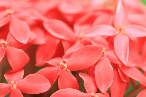 O mundo da natureza de flores e plantas — Fotografia de Stock