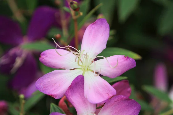 The nature world of flower and plants — Stock Photo, Image