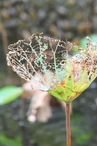 Torka bladen vissnade, torkade blad. — Stockfoto