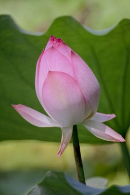 Yaz aylarında Lotus çiçek gölet