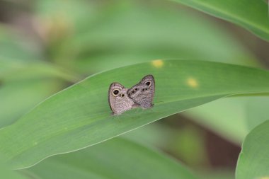  Kral kelebek, Doğa, Doğa ve vahşi yaşam,
