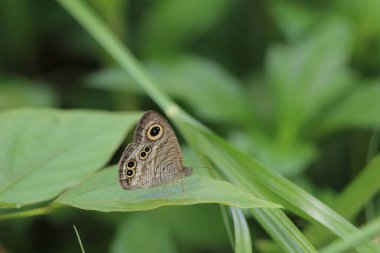  Kral kelebek, Doğa, Doğa ve vahşi yaşam,