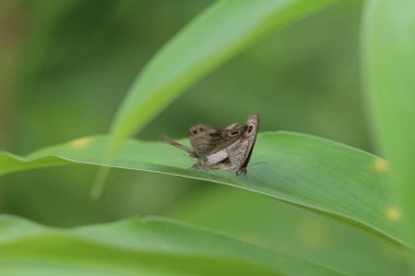  Kral kelebek, Doğa, Doğa ve vahşi yaşam,