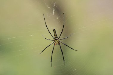 Örümcek ağı ile bir örümcek güneş ışığını yaktı