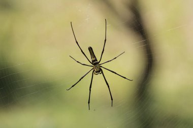 Örümcek ağı ile bir örümcek güneş ışığını yaktı