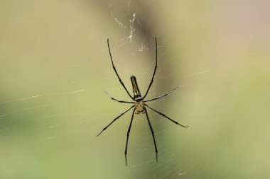Örümcek ağı ile bir örümcek güneş ışığını yaktı