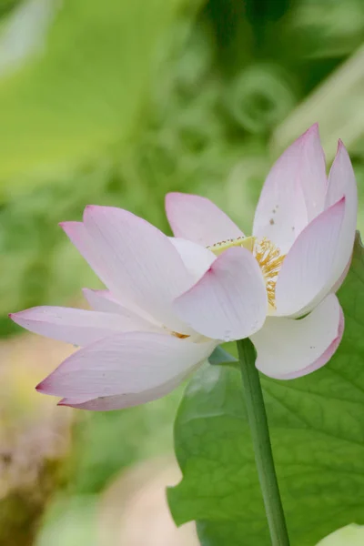 De lotusbloem tijdens de zomer bij vijver — Stockfoto