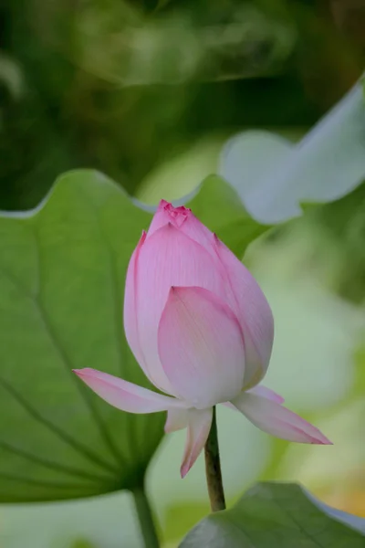 Yaz aylarında Lotus çiçek gölet — Stok fotoğraf